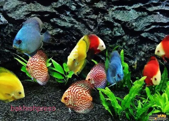 صادرات اولین محموله ماهیان زینتی تولیدی آذربایجان شرقی