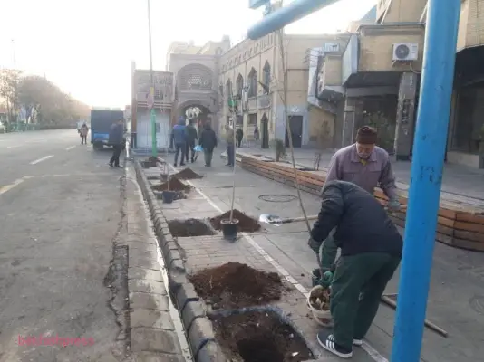 اجرای فاز دوم کاشت درختان بومی، در پیاده روهای بلوار جمهوری اسلامی
