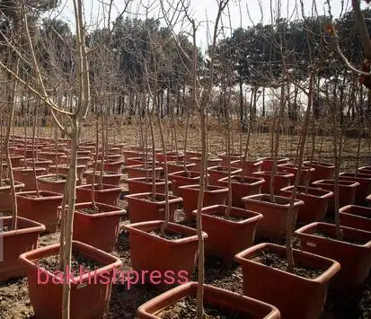 آذربایجان‌شرقی دومین استان در اجرای طرح ملی کاشت یک‌میلیارد نهال